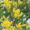   acacia sp